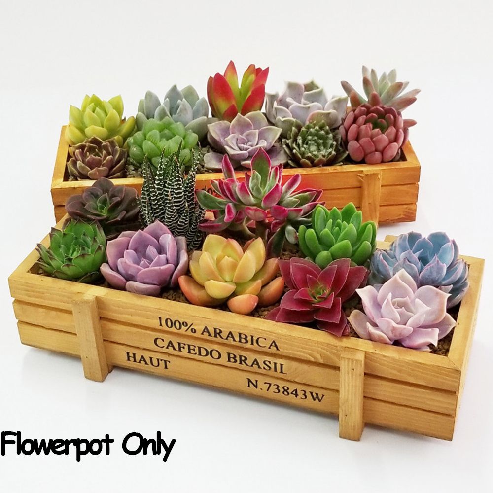 1 PC Tools Garden Decor Trough - Pilea Peperomioides ulasan dan harga