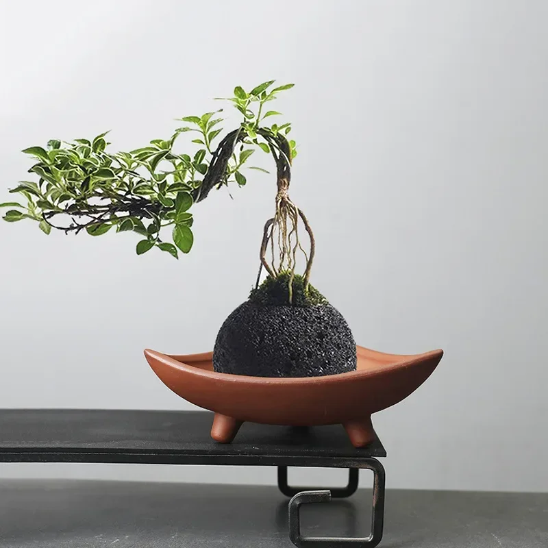 Personalized Ceramic Flower Po - Pilea Peperomioides ulasan dan harga