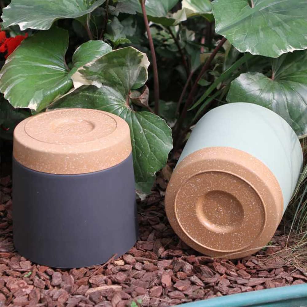 Plant POTS, lightweight large  - Pilea Peperomioides ulasan dan harga
