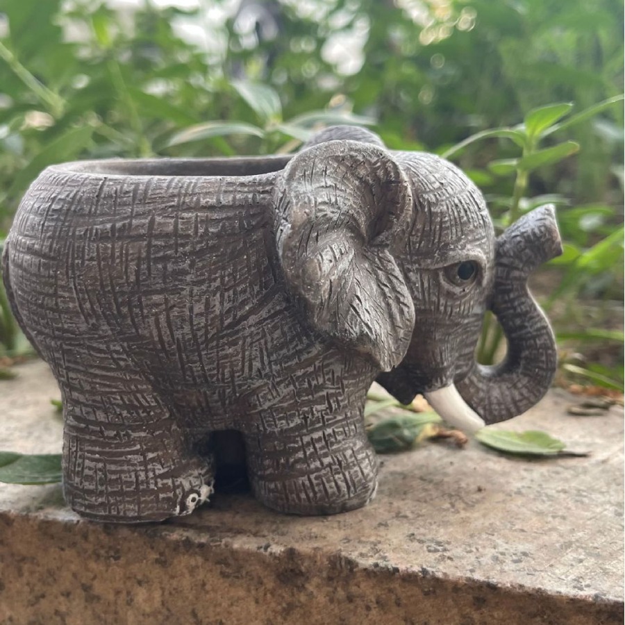 Cute Elephant Resin Succulent  - Echeveria Succulent ulasan dan harga