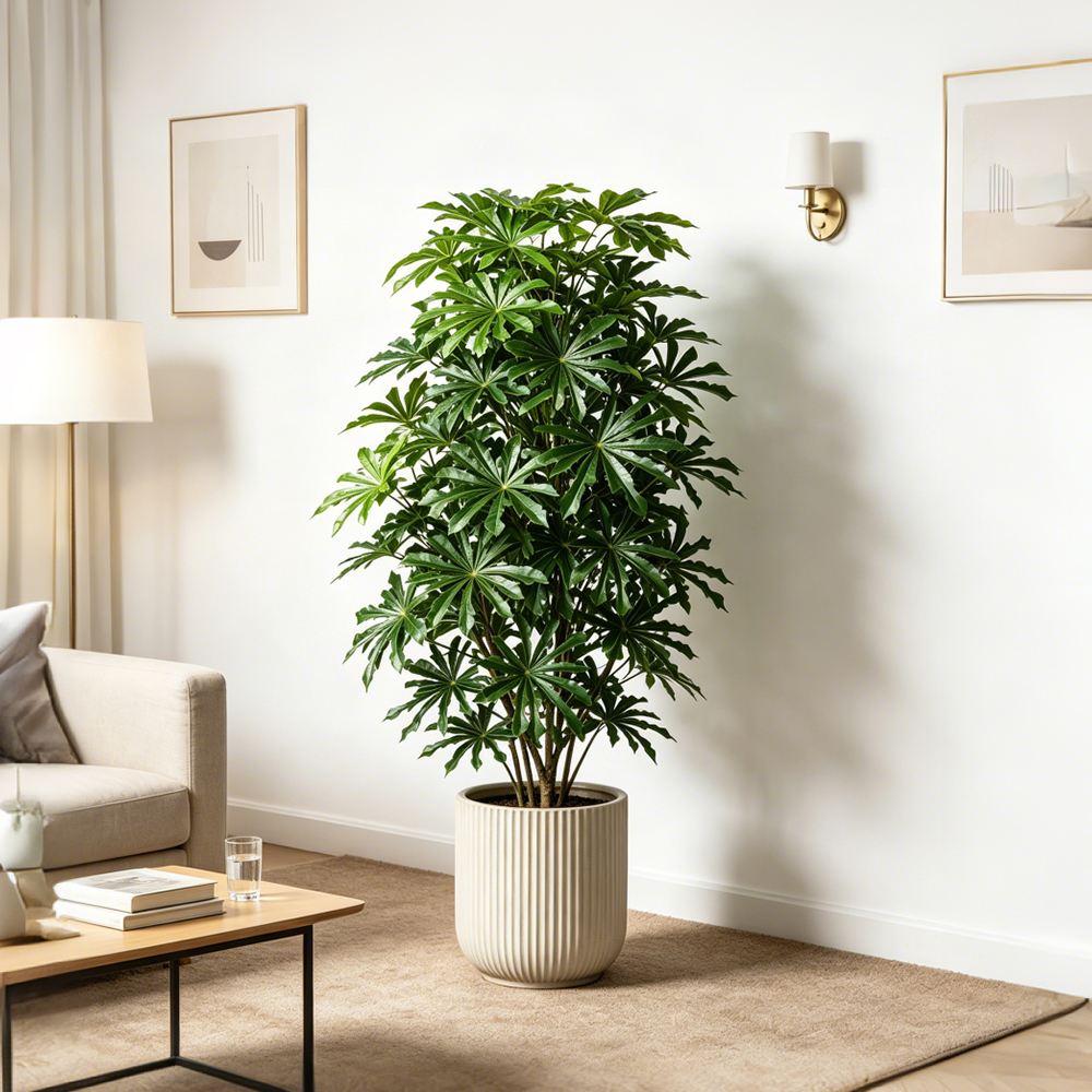 80-96cm Large Artificial Cassa - Ficus Lyrata Tree ulasan dan harga