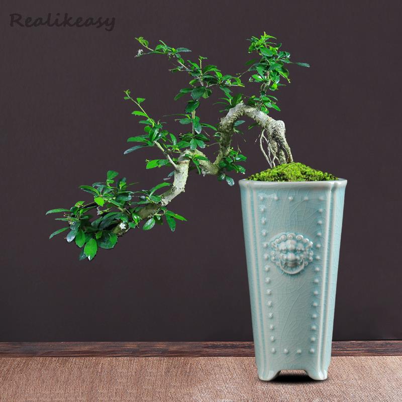 Creative Chinese Ceramic Flowe - Pilea Peperomioides ulasan dan harga