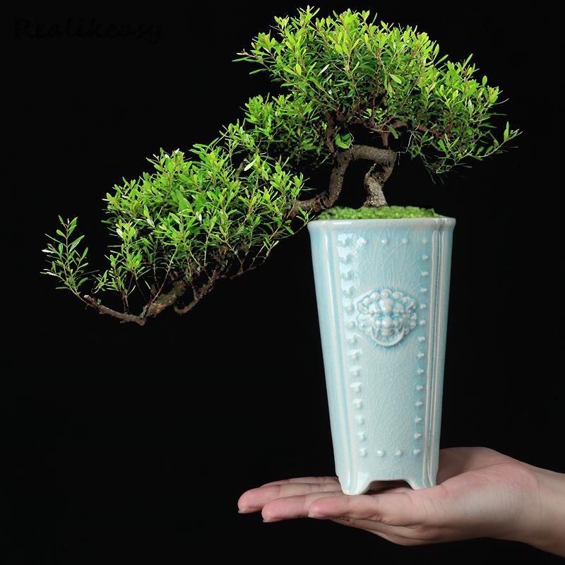 Creative Chinese Ceramic Flowe - Pilea Peperomioides ulasan dan harga
